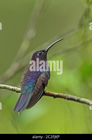 Violet Sabrewing (Campylopterus hemileucurus hemileucurus) Erwachsener Mann auf Zweig Pico Bonito, Honduras Februar 2016 Stockfoto