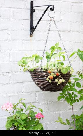 Fragaria × ananassa. Erdbeeren wachsen in einem hängenden Korb. Stockfoto