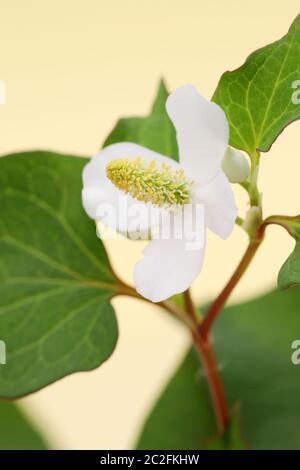 Hosta undulata herzförmige Fisch Kraut mit Blume, chinesische Medizin Stockfoto