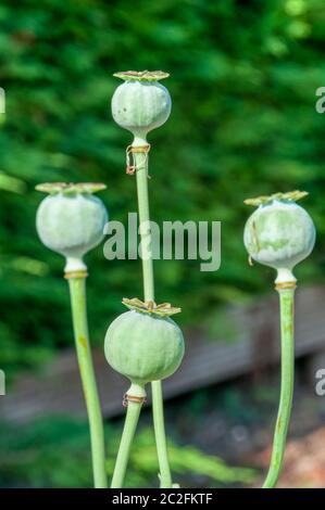 Sämeköpfe von Opiummohn, Papaver somniferum. Stockfoto