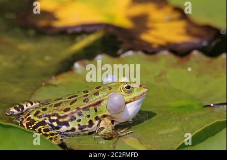 Paar Schallblasen am Pelophylax esculenta-Teichfrosch Stockfoto