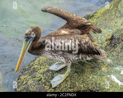 Close-up ein Pelikan in San Antonio Hafen in Chile Stockfoto