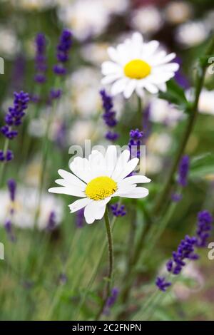 Leucanthemum vulgare und Lavandula angustifolia. Ochsenblüten und Lavendel im Garten. Stockfoto