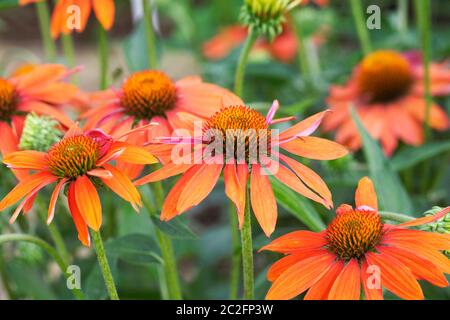 Echinacea Sombrero Adobe Orange Blumen. Stockfoto