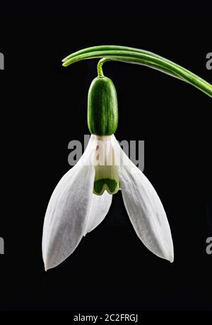 Fokussieren Sie gestapeltes Makrobild einer Schneeglöpfenblume Stockfoto