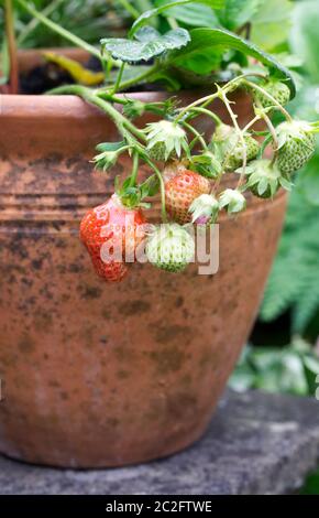 Fragaria × ananassa. Erdbeeren wachsen in einem Terrakottatopf. Stockfoto