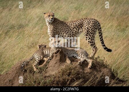 Gepard steht auf termite Damm mit Familie Stockfoto