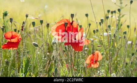 Roter Maismohn, Papaver rhoeas, auf einer Wiese Stockfoto