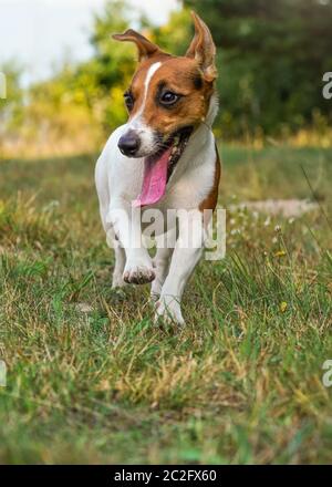 Kleine Jack Russell Terrier läuft auf der Landstraße zur Kamera, ihre Zunge heraus, sonnenbeschienes Gras und Bäume im Hintergrund Stockfoto
