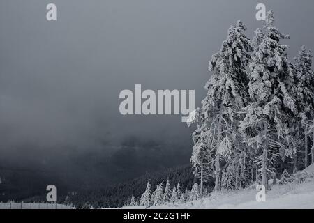 Schnee Nebel bedeckte Tannen/Fichten auf dem Wurmberg im Harz Norddeutschlands. Stockfoto