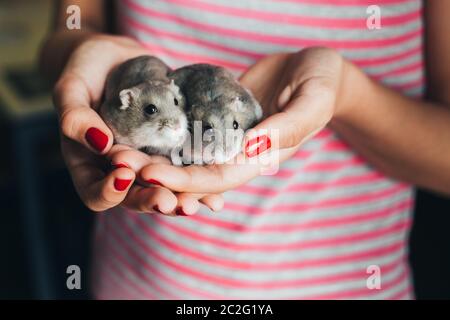 Paar graue russische Hamster in Mädchenhand mit rotem Nagellack und rosa und grau gestreift T-Shirt Stockfoto