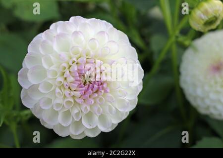 Weiß mit lila Farbton Dahlie Vielzahl Josie Gott Blume mit einem Hintergrund von Unscharfen Blätter und gute Kopie. Stockfoto