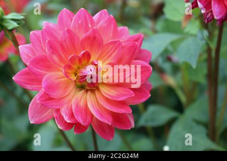 Rosa mit gelben Farbton in der Mitte einer dahlie Vielzahl Kilburn Rose Blume, mit einem Hintergrund von unscharfen Blumen und Blätter und gute Kopie. Stockfoto