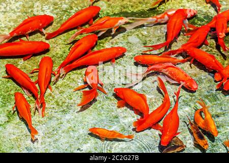 Goldfische im Teich in einem formalen Garten mit einem Brunnen