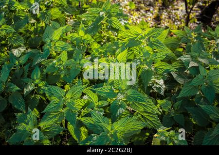 Zufriedene, frische Brennnesseln mit Sonnenstrahlen. Stockfoto