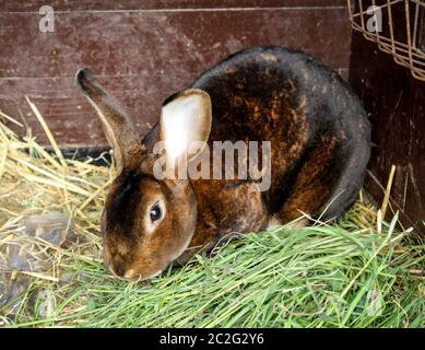 Zwischen Gras und Heu sitzt in der Scheune ein Kaninchen Stockfoto