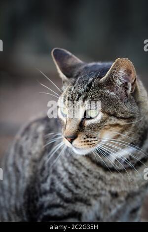 Porträt einer faulen, aber auch wachsamen Katze Stockfoto