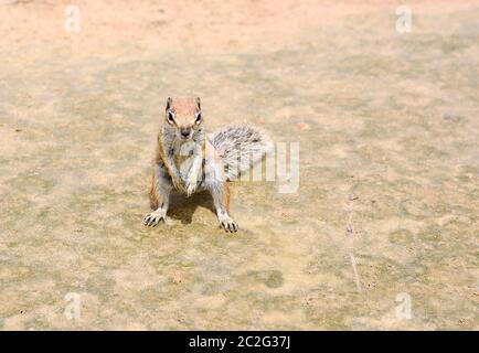 Nahaufnahme von niedlichen kleinen Atlantoxerus Getulus Eichhörnchen am Strand von Fuerteventura. Stockfoto