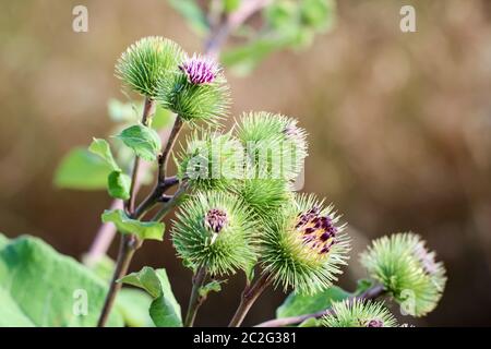 Nahaufnahme der Blumen der Milchdistel Stockfoto
