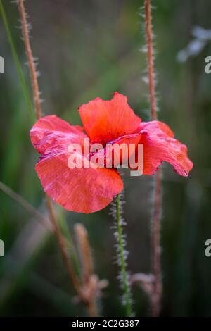 Papaver Rhoeas Trivialnamen sind Klatschmohn, Mais rose, Feld Mohn, Flandern Mohn, roter Mohn, roter Unkraut, Coquelicot Stockfoto