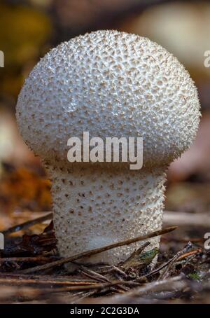 Gewöhnlicher Kugelpilz - Lycoperdon perlatum - wächst in grün Sphagnum Moos aus nächster Nähe Stockfoto