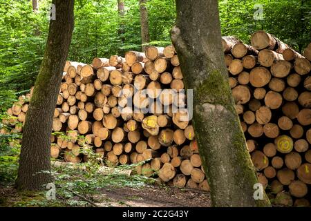 Gefällte Bäume, Baumstämme, in einem Wald bei Haltern im Bezirk Recklinghausen, Nordrhein-Westfalen, Deutschland. Gefauelte Bäume, Baumstaemme, i Stockfoto