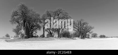 Baines baobab von Nxai Pan National Park Botswana in Schwarz und Weiß Stockfoto