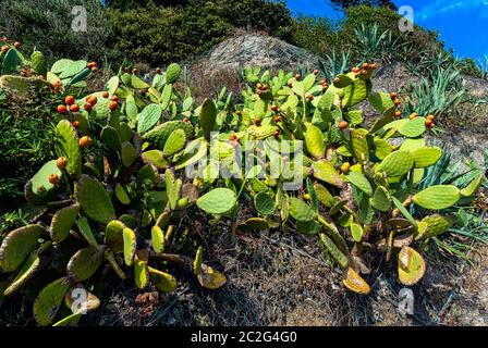 Opuntia stricta - Kaktus aus Kaktus mit Kaktus aus Kaktus mit Kaktus aus Kaktus aus Kaktus aus Kaktus mit Kaktus aus Kaktus aus Kaktus Stockfoto