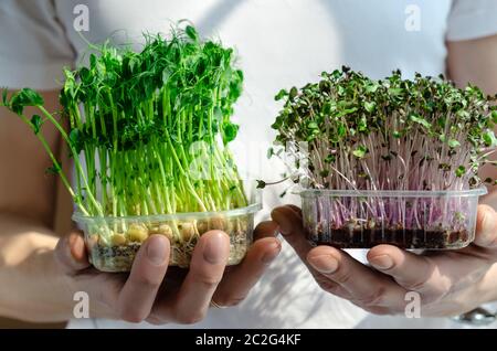 Ein Mann hält in den Händen frische und grüne Sprossen von gekeimten Samen von Erbsen und Rotkohl sind reich an verdaulichen Energie, Vitamine, Mineralien, Amino Stockfoto