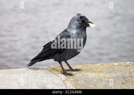 Porträt eines Jackdaws. Ein Jackdaw sitzt an einer Wand Stockfoto