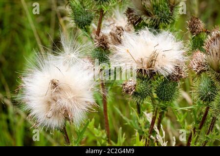 Ein Löwenzahn. Löwenzahn. Dandelion ruhig abstrakte Nahaufnahme Stockfoto