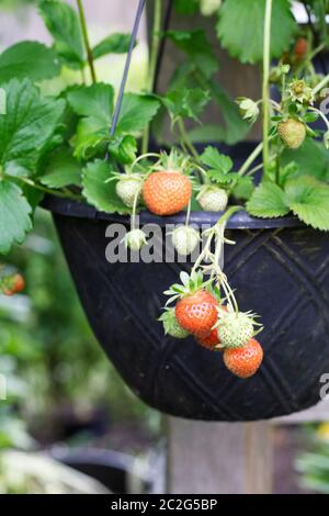 Fragaria × ananassa. Erdbeeren wachsen in einem hängenden Korb. Stockfoto