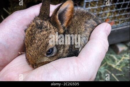 Ein junges Kaninchen sitzt in einer Hohle aus zwei Händen Stockfoto