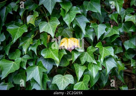 Nahaufnahme von grünem Efeu, mit einem gelben Blatt. Stockfoto