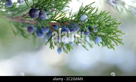 Schöne Bush einer Juniper mit Beeren Stockfoto