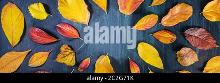 Panorama-Herbst Hintergrund mit lebendigen Herbstblättern, eine Design-Vorlage für einen Flyer, Einladung, oder Geschenkkarte mit einem Platz für t Stockfoto