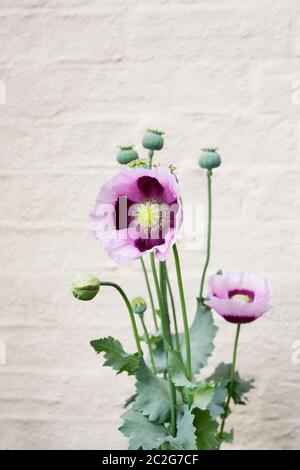 Papaver somniferum wächst an einer bemalten Wand. Stockfoto