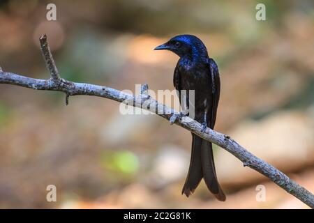 Schwarzer Drongo, Dicrurus Macrocercus, schöner Vogel im Wald Stockfoto