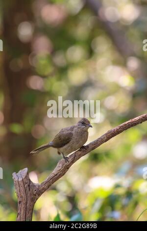 Streifen-Schmuckschildkröte Bulbul (Pycnonotus Blanfordi) in der Natur von Thailand Stockfoto