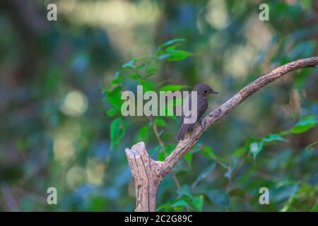 schöne asiatische braune Fliegenfänger (Muscicapa Dauurica) stehend auf Ast im Wald Stockfoto