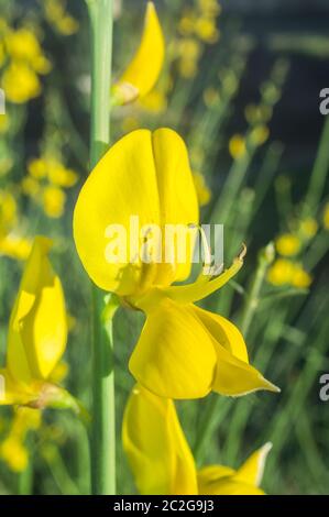 Cytisus scoparius blühen Extremadura dehesa Wälder auf April. Nahaufnahme Stockfoto