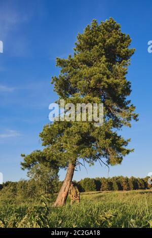 Aktiver Mann in Mückenanzug, als ob er eine fallende Zeder unterstützt. Sibirien, Russland. Alleinreisen, Lifestyle, inländisches Tourismuskonzept Stockfoto