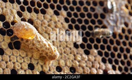 Queen's Nest in einem Bienenstock. Mutter Schnaps Stockfoto