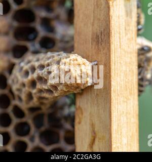 Queen's Nest in einem Bienenstock. Mutter Schnaps Stockfoto