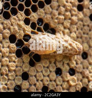 Queen's Nest in einem Bienenstock. Mutter Schnaps Stockfoto