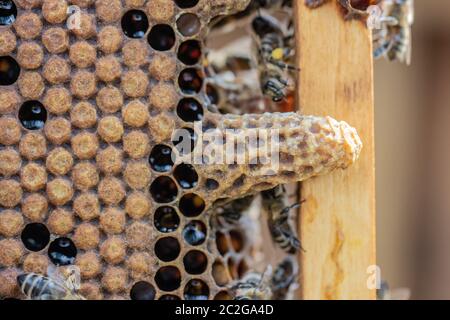 Queen's Nest in einem Bienenstock. Mutter Schnaps Stockfoto