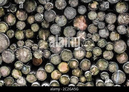 Baumstämme / Holzstruktur / grau, braun, schwarz Stockfoto