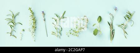 Kulinarische aromatische Kräuter auf der hellblaue Hintergrund. Rosmarin, Thymian, Lavendel, Salbei, Schuß von oben, einen Flachbild panorama legen Stockfoto