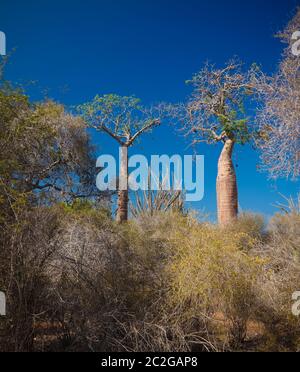 Landschaft mit Adansonia rubrostipa aka fony baobab Baum in Reniala Reserve, Toliara, Madagaskar Stockfoto