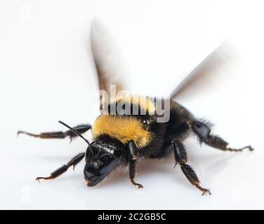 Hummel schlägt ihre Flügel auf einen weißen Hintergrund Stockfoto